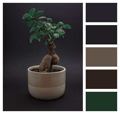 Indoor Plant Bonsai Plant Image